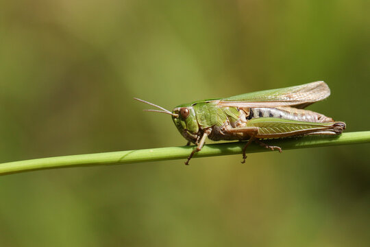 A pretty Common green Grasshopper, Omocestus viridulus, perching on grass in a field in the UK.