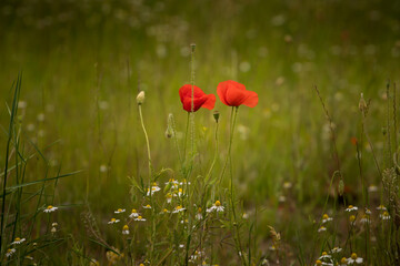 poppy field on a spring meadow