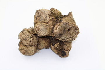 Root of Australian Flat-leaf Grass Tree (Xanthorrhoea semiplana ssp. semiplana) 