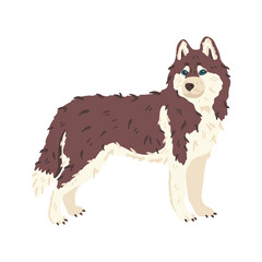 Husky dog breed flat vector illustration. Wildlife animal like wolf. Grooming and pet care concept. Good for pet salons and shops landing, stickers, online guide, social networks banner, exhibition.