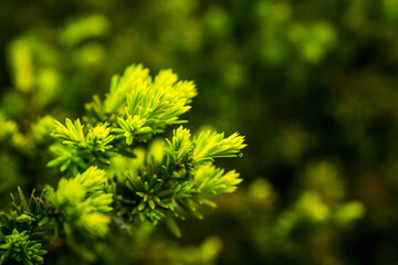 Taxus baccata (Yaw tree) bush in the garden. Selective focus.