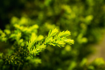 Taxus baccata (Yaw tree) bush in the garden. Selective focus.