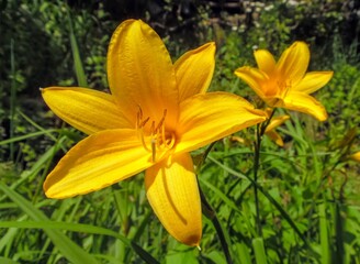 Blooming daylily flowers on a garden background close-up