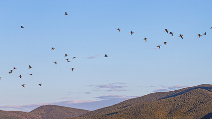 uccelli in volo all'alba sulle colline © Alessio
