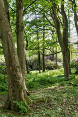Ireland Forest