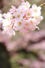 Obraz premium 桜（ジンダイアケボノ）