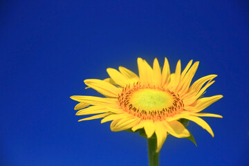 Sunflower on the blue sky