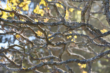 Three branches of trees without leaves