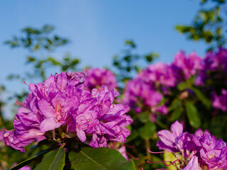 rhododendron mauve