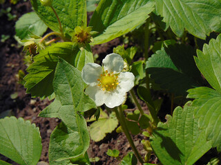 Obraz premium white flowers in the garden
