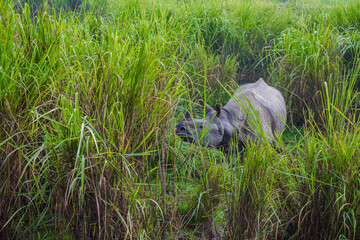 Indian one horned big rhinoceros in Kaziranga National Park - Assam, India
