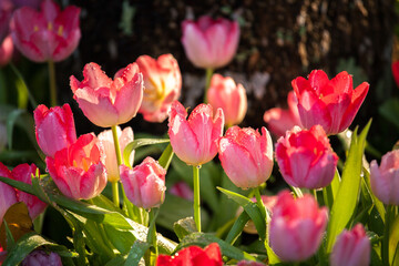 pink tulips in the garden