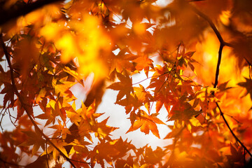 autumn leaves on the tree