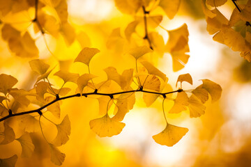 ginkgo autumn leaves on the tree