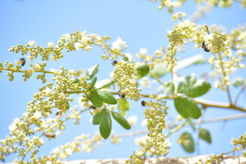 Bees are animals that help pollinate flowers.