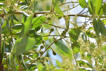 green olives on tree