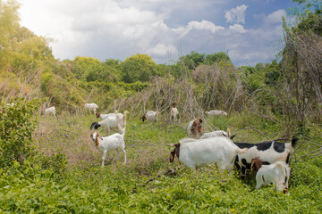 Herd of farm milk goats on a pasture.