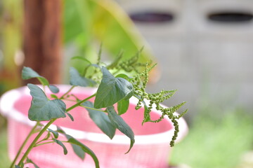 Obraz premium Spinach is a vegetable that is useful.