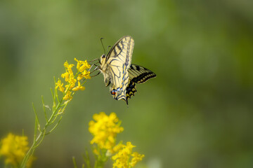 Old world Swallowtail butterfly (papilio machaon)