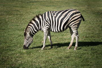 Fototapeta na wymiar Adult Zebra in a wildlife park eating grass