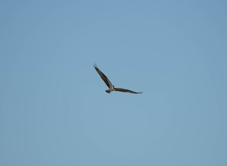 large bird flying in the sky