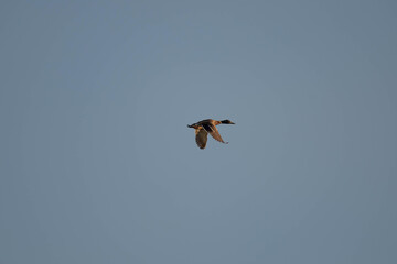 Duck flying in the evening sun