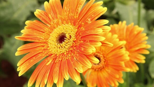 orange gerber daisy 