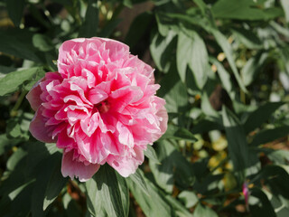 Obraz premium Pivoine Rose