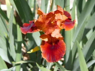 Iris Rouge
