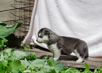 Photo Siberian Husky puppy black and white in profile
