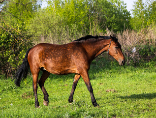 young bay mare walks on  green meadow on  sunny day. A brown slender horse grazes on fresh spring...