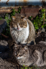 Cats enjoying morning sun