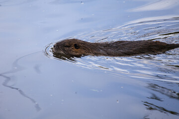 The river coypu (Myocastor coypus), or water rat, swims in a small river