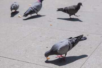 Pigeon walking on paving stones in the city . One dove stand up on marble wall . Feral pigeons, also called city doves, city pigeons, or street pigeons Doves .
