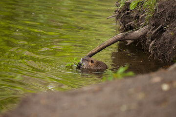 The river coypu (Myocastor coypus), or water rat, swims in a small river