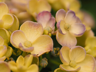 薄紫色のウズアジサイ（オタフクアジサイ）