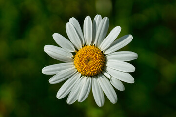 Margeritenblüte