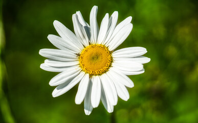 Fototapeta premium Margeritenblüte