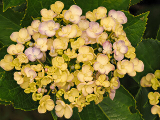 薄紫色のウズアジサイ（オタフクアジサイ）