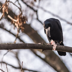 Rook eating  meat on the branch
