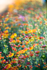 Soft and select focus beautiful flowers in the garden with day light.