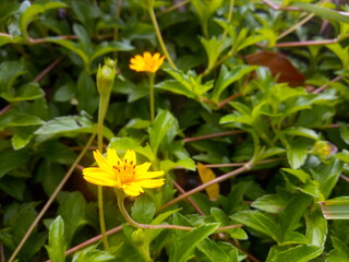 Small yellow flower in bloom Natural background.