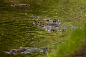 The river coypu (Myocastor coypus), or water rat, swims in a small river