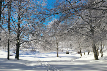 Winter Forest In Mountains Of Sicily Tourism Outdoor Activity