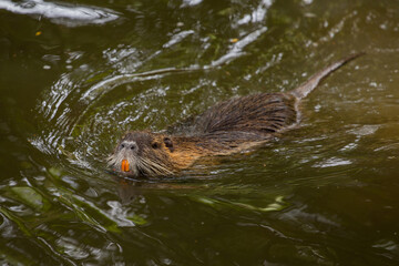 The river coypu (Myocastor coypus), or water rat, swims in a small river
