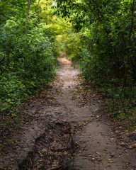 Fototapeta na wymiar Secret path in the forest