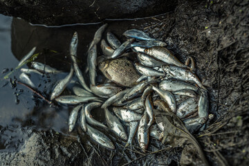 Dead fish on the shore