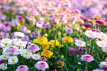 Obraz premium Soft and select focus beautiful flowers in the garden with day light.