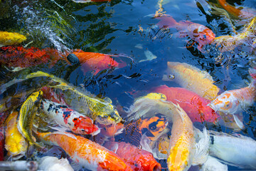 Obraz na płótnie Canvas Colorful koi fish swiming in the pool, Fancy Carps Fish.
