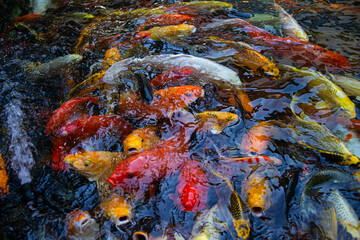 Obraz na płótnie Canvas Colorful koi fish swiming in the pool, Fancy Carps Fish.